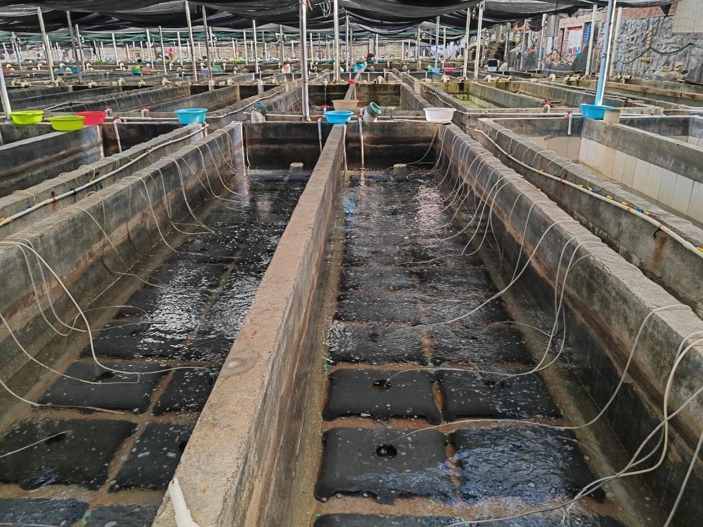 福建南日岛：一粒鲍鱼背后的渔村振兴故事