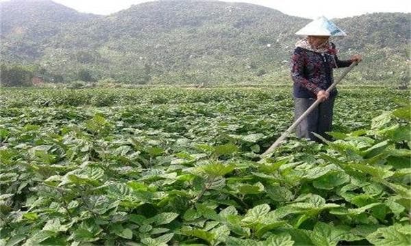 广藿香的种植技术要点详解