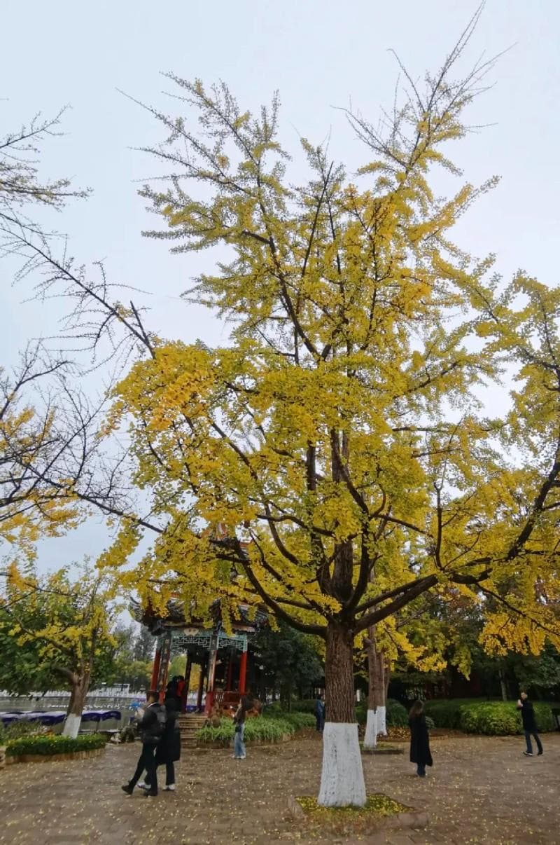 满城金黄！昆明绝美银杏拍照打卡合集来了，冲冲冲~