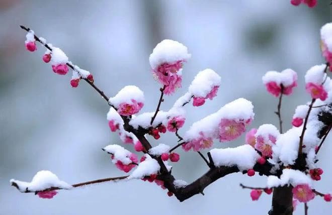 寒梅傲雪 独绽小寒，古诗词里的梅花，傲然绽放，展现冬日的风采