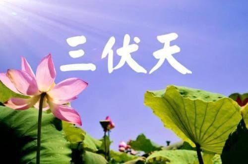 三伏天说“伏”