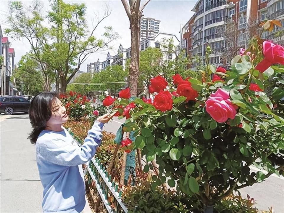 月季好看“树”难栽！厦门养花人讲述她们挑战“北花南种”的故事