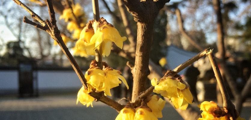 梅花树是否会结果实？（探究梅花树果实之谜）