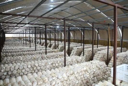 蘑菇喷施什么肥料好菌发的快 喷施肥料选择指南