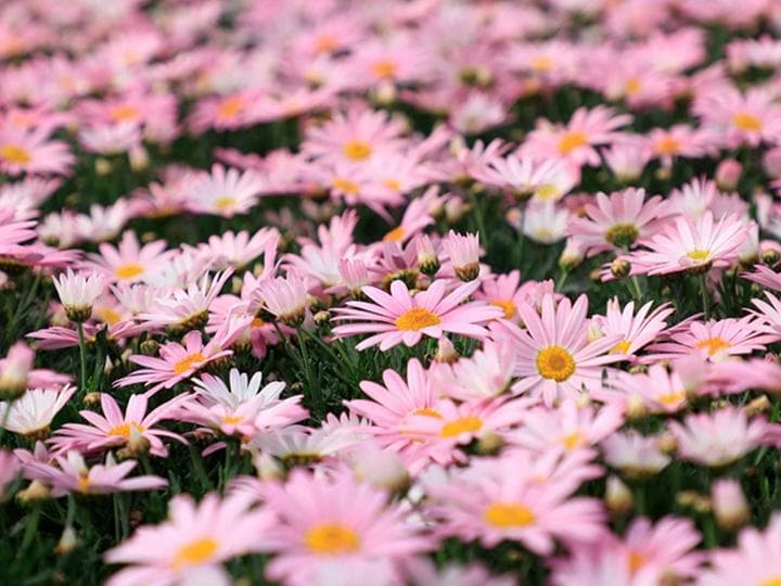 玛格丽特菊花怎么养？从环境到修剪的全方位指南