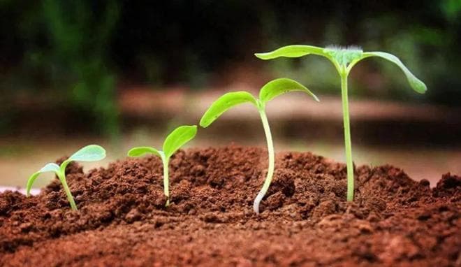 土壤和植株需要补充哪些营养元素？