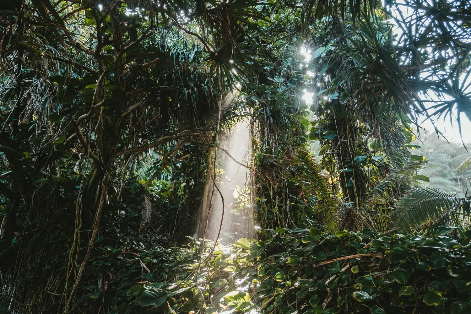 暑假探险：揭秘原始森林的自然奇观