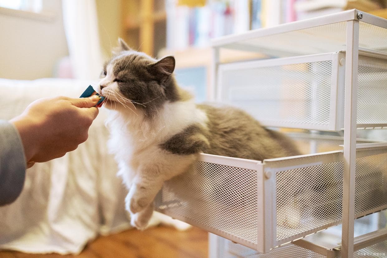 新手养猫必看！鱼油到底是神药还是智商税？揭秘猫咪鱼油的真相！