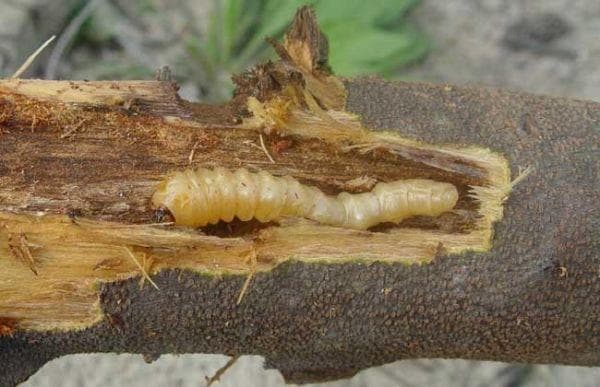 天牛幼虫防治：最佳时间与具体方法详解