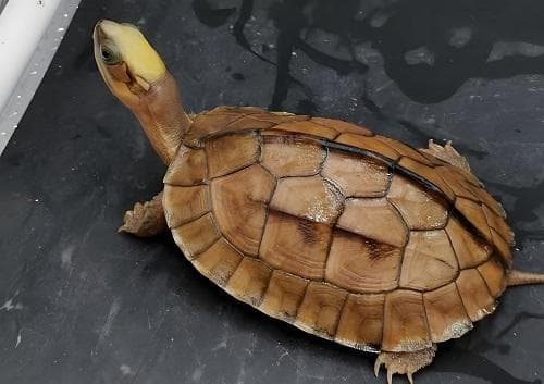 金钱龟养护指南：珍稀物种的呵护与传承