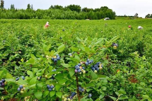 蓝莓适合土壤的pH值是多少？从土壤到浇水的全方位种植指南