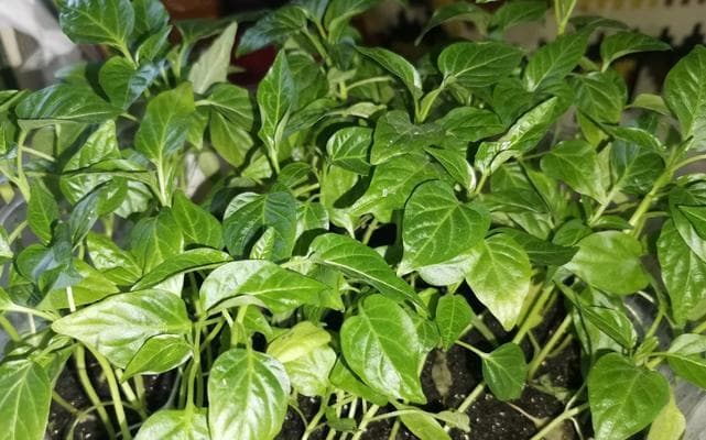辣椒是什么植物？（了解辣椒的科学分类和特征）