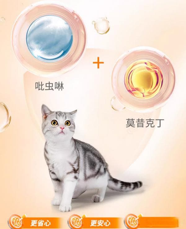 流浪猫到底怎么存活？流浪猫生存环境探讨