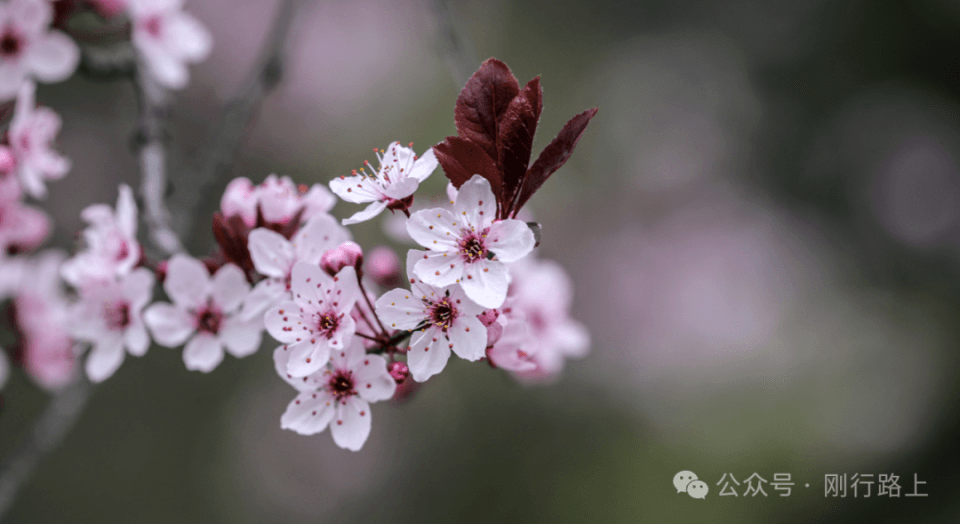 广州出发2月赏花地图 | 避开人潮，探秘早春第一波限定花海！