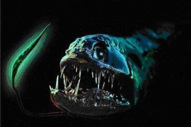 地球上10大最恐怖的深海生物，第六被称为食人魔鱼
