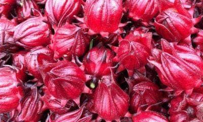 玫瑰茄种植全攻略（适合种植的时间）