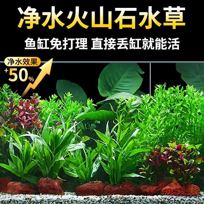 新手养鱼，做鱼缸造景，需要哪些东西？这3种就很不错！