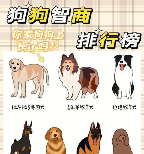 阿拉斯加雪橇犬的饮食要求（根据年龄来确定阿拉斯加雪橇犬的饮食量）