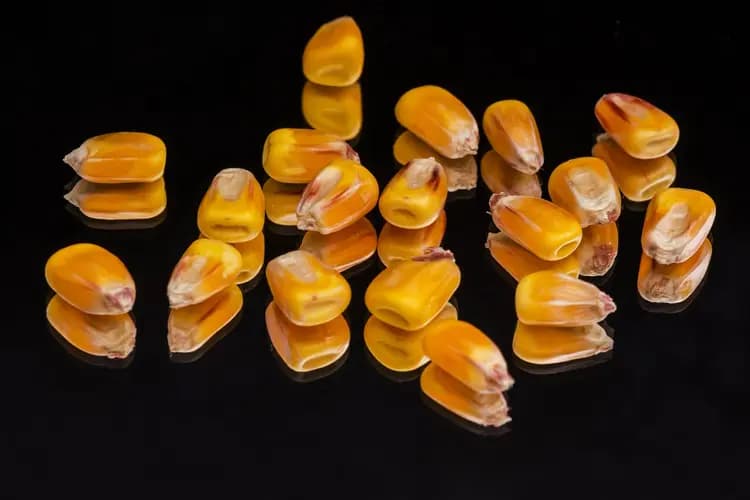 玉米播种的最佳温度是多少？