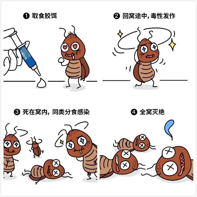蟑螂防治全攻略：从生活习性到科学灭治