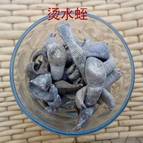 中医巧用吸血生物：水蛭牛虻的破血疗法