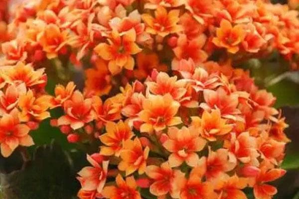 长寿花冬季怎么养？