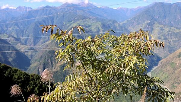 时隔28年，极小种群野生植物平当树再现云南泸水