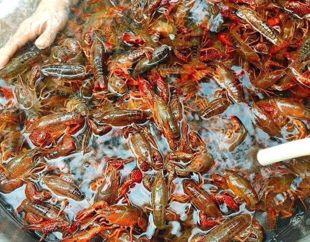 小龙虾食用全攻略：从清洗到烹饪，这些安全要点要记牢