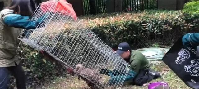 当野生动物“进城”与人类成为“新邻居” 如何做到和谐共生？