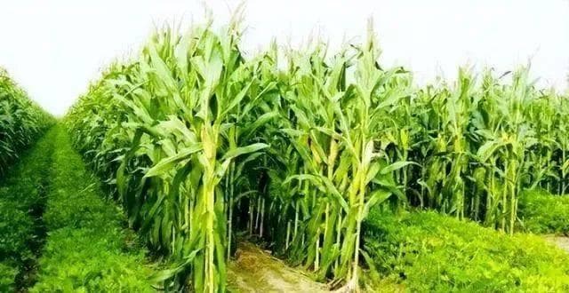 保障粮食安全：七种农业种植方式详解