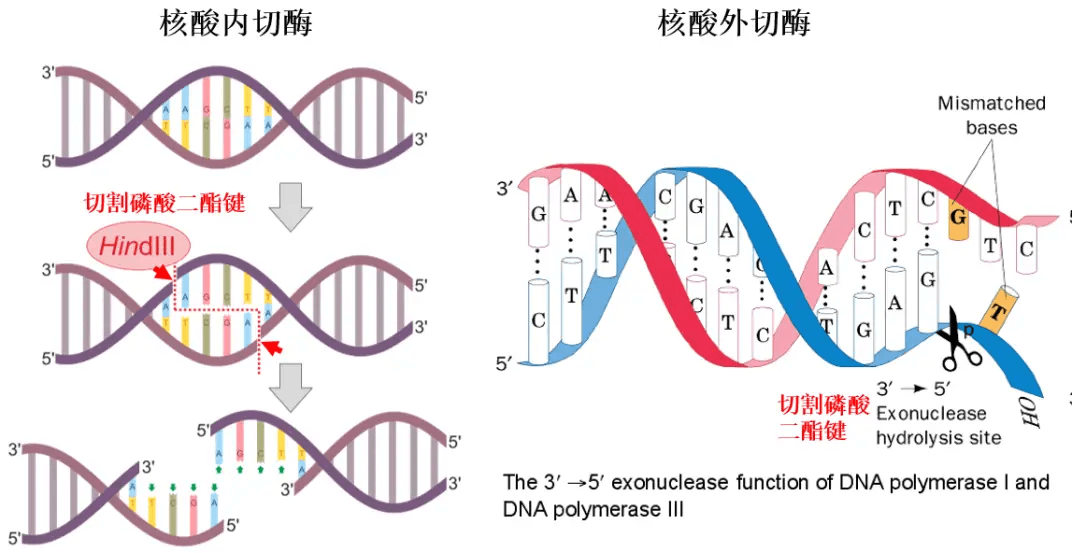 核酸内切酶与核酸外切酶的学术性阐述
