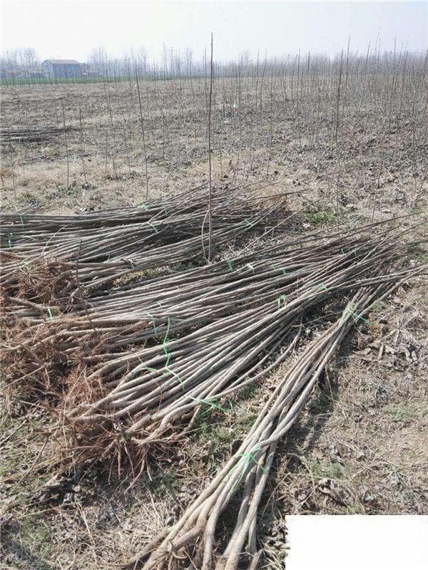 杨树种植间距和深度