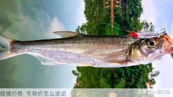 翘嘴鲌价格波动分析：影响因素、市场走势与未来预测