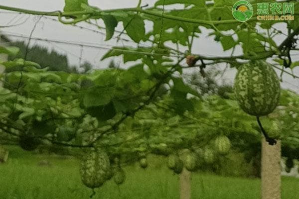 吊瓜的种植方法及管理办法