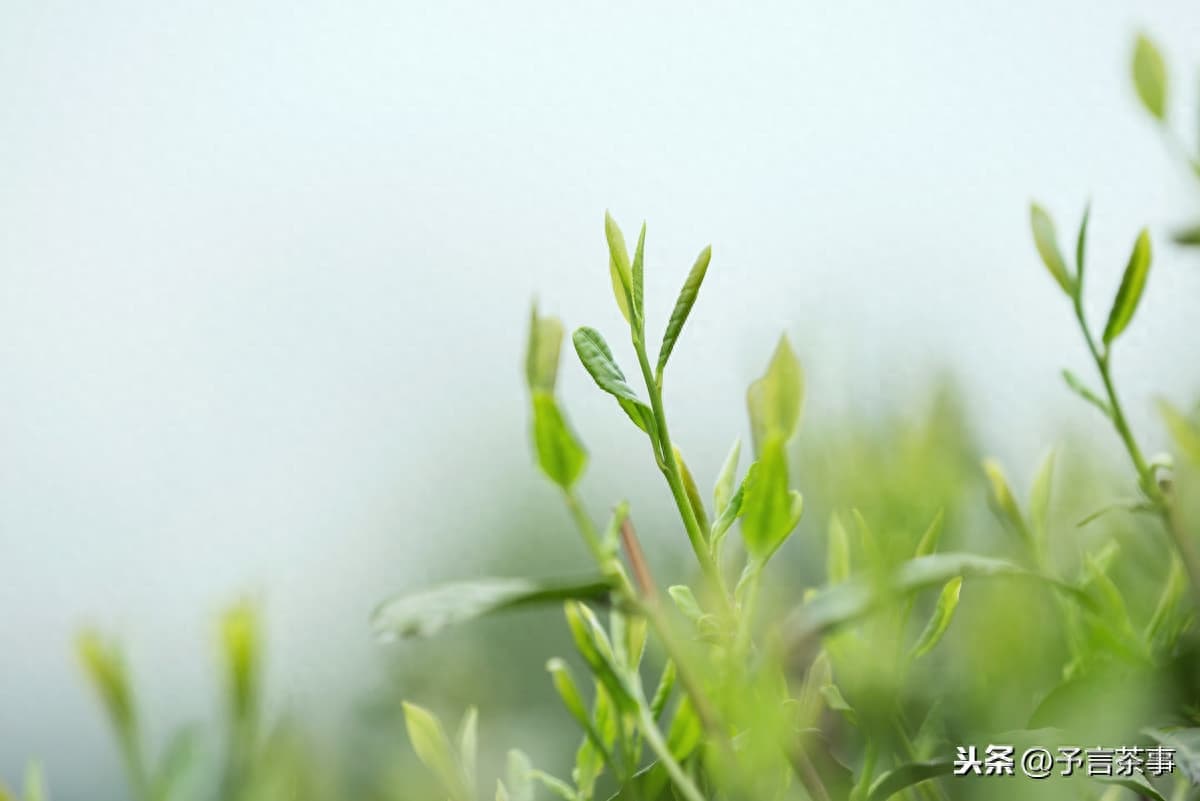 春分时节，除了绿茶外，这些茶品更适合饮用