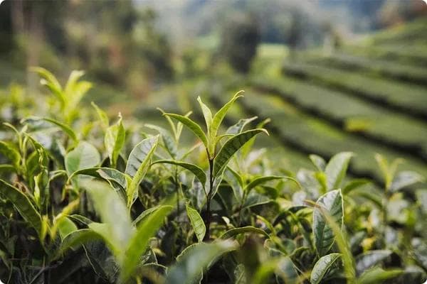 出口茶叶如何确保合规要求？