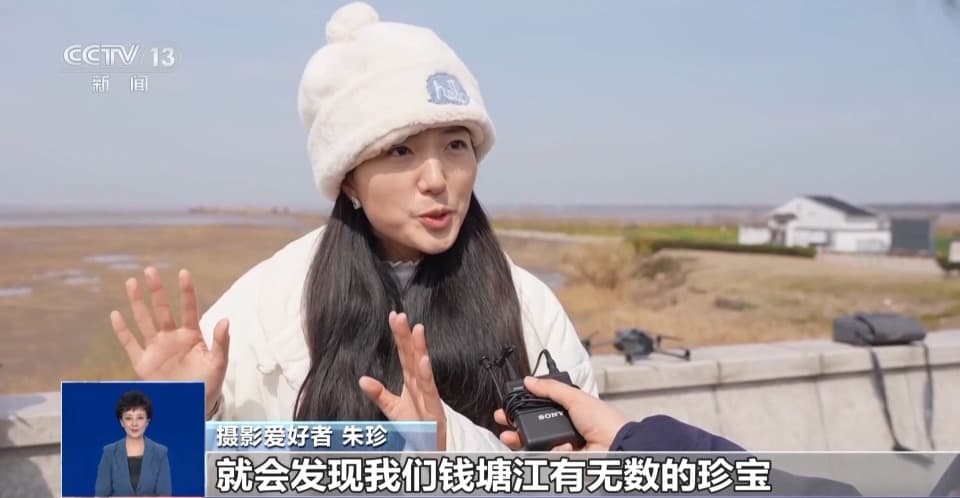 大地之树“潮汐树”：钱塘江畔的自然奇观