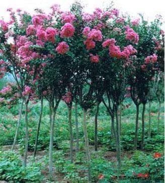 什么是园林植物整形修剪，作用什么，具体方法是什么？（附修剪案例）