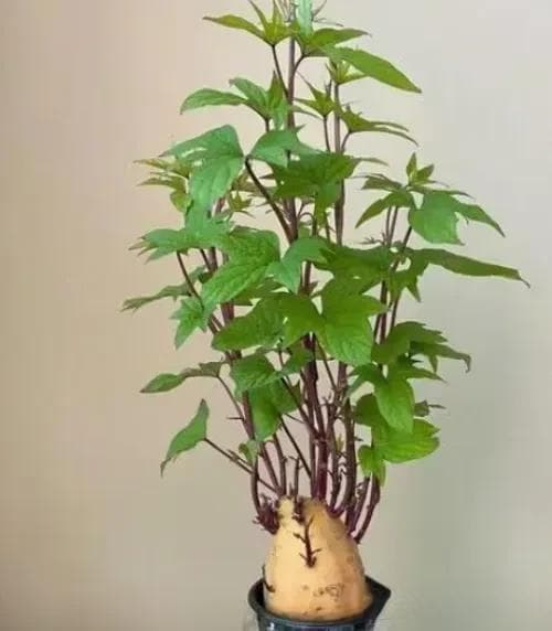 红薯种盆栽，观赏食用两不误，营养价值可不小