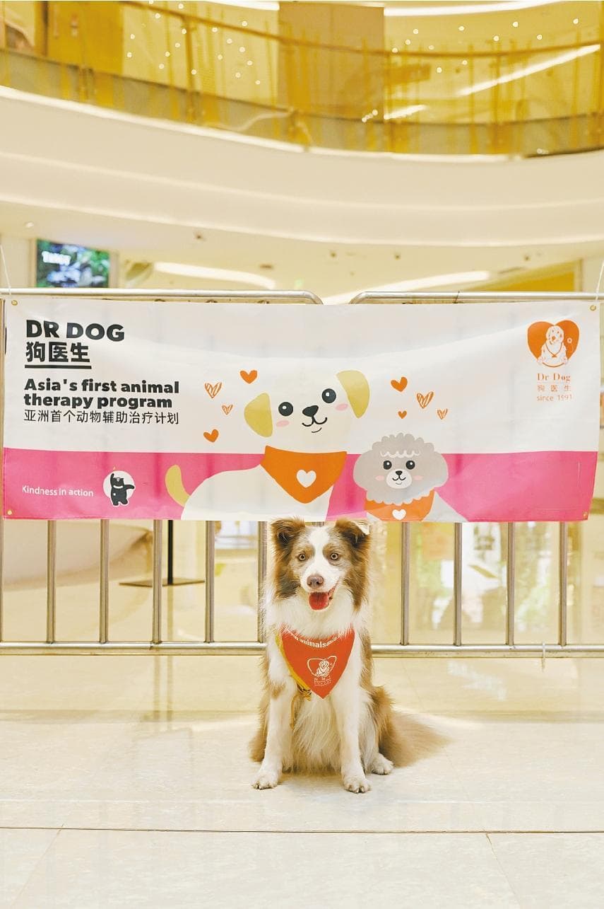 有一种治愈，由可爱的狗狗带来