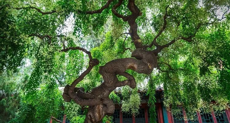 初夏蜜源植物如何养护？有哪些注意事项？