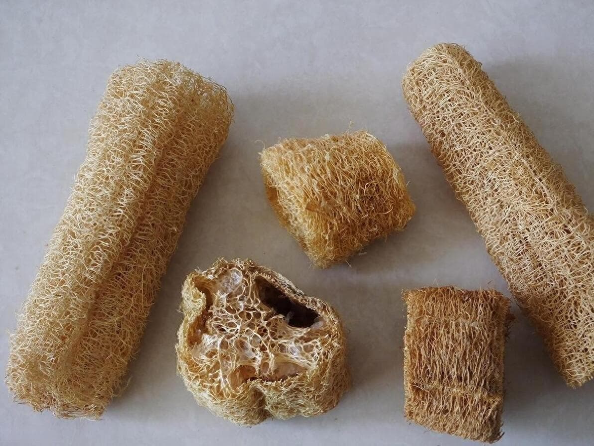 几毛钱的丝瓜络，胜过名贵补药