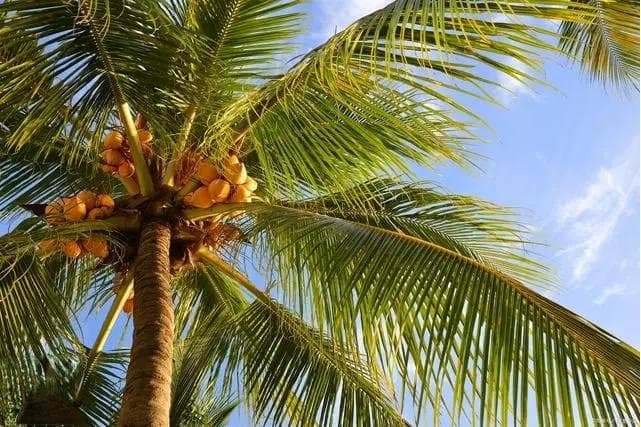 海南常见绿化风景树：绿色明珠，装点热带天堂