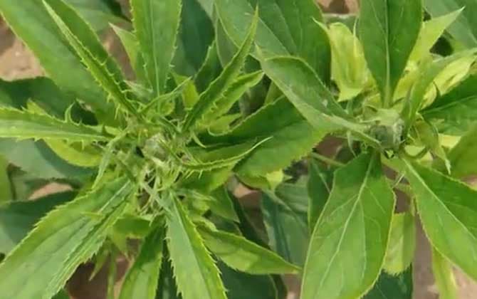 白术种植技术及病害防治