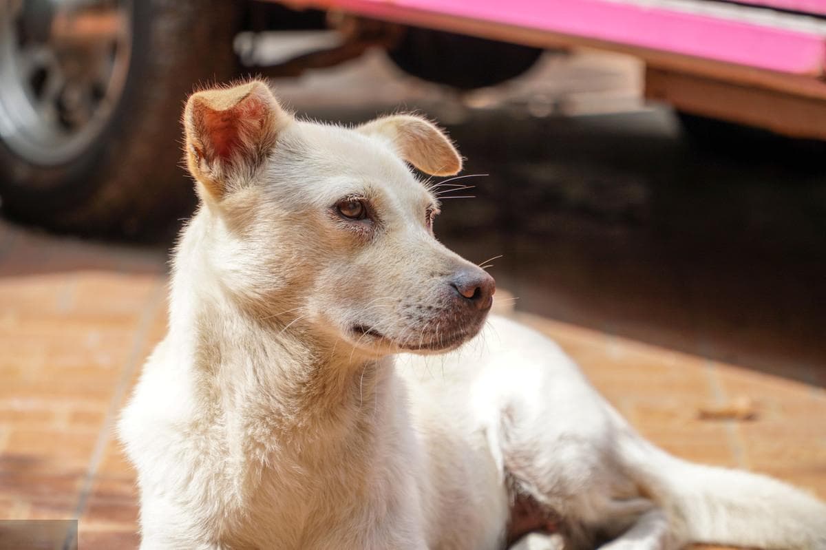 中华田园犬：中国本土犬种的文化传承