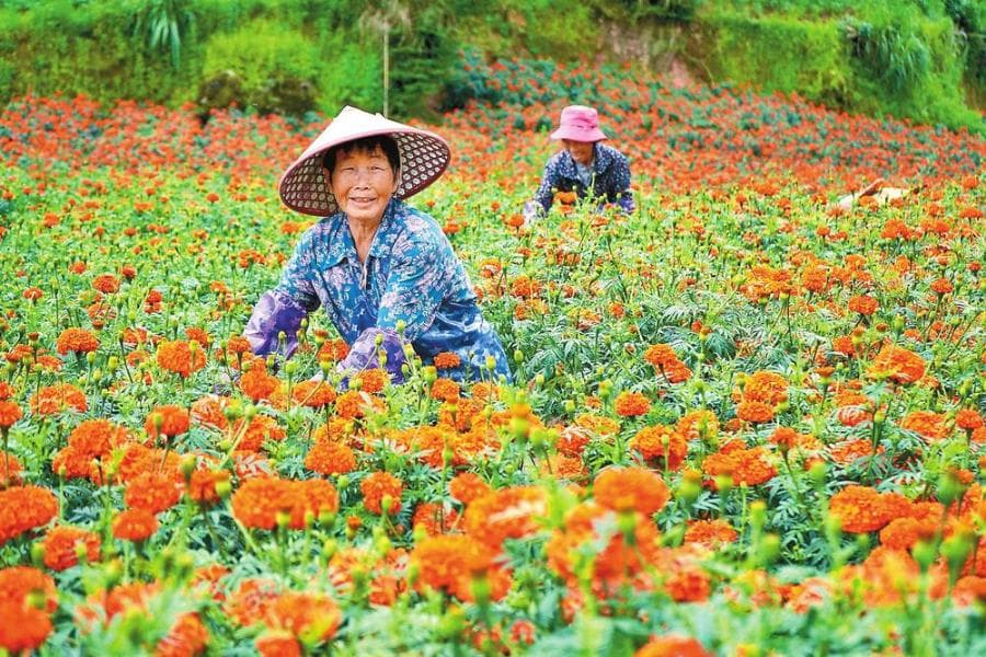 文山州：万寿菊铺就致富路