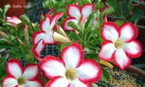 沙漠玫瑰怎么养才开花？,养护指南助您花开富贵