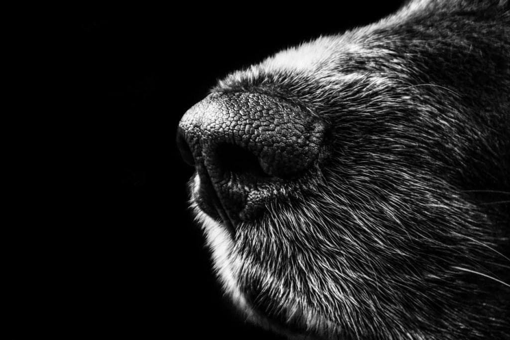 【都市传说】人面犬的内容、传播历程与真实性分析