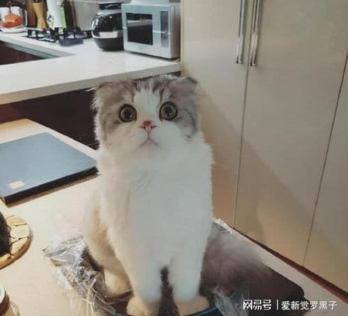 猫粮营养全面，米饭易致肥胖