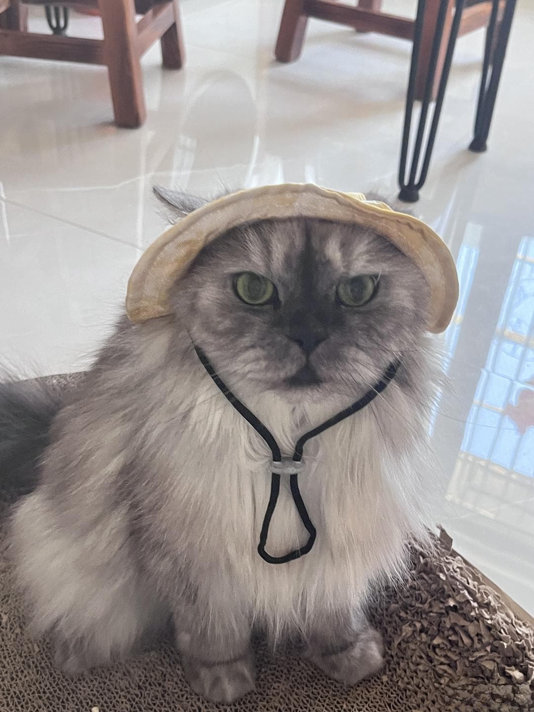 猫猫体检项目这么多，做足功课才能不花冤枉钱